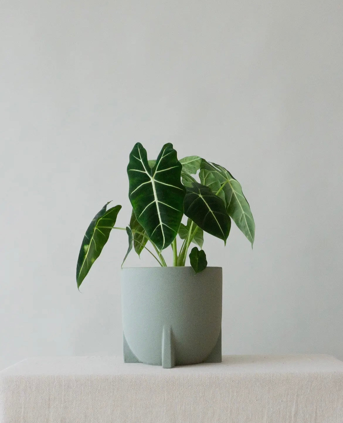 Stoneware sage plant pot