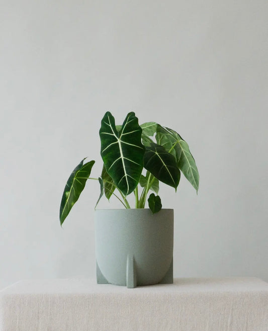 Stoneware sage plant pot