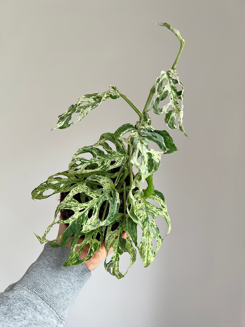 Monstera frozen freckles