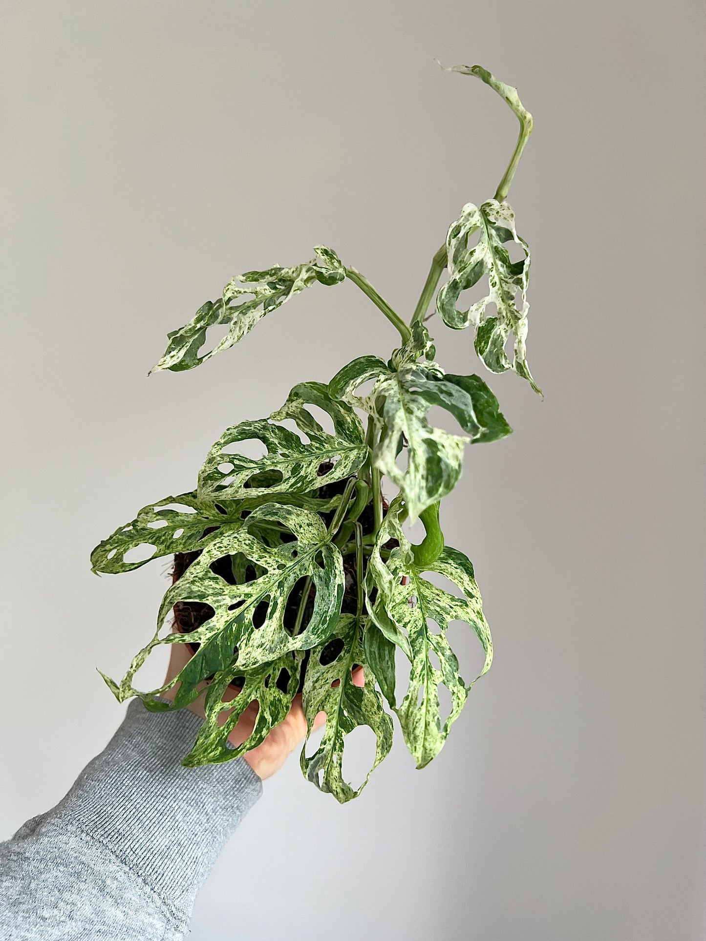 Monstera frozen freckles