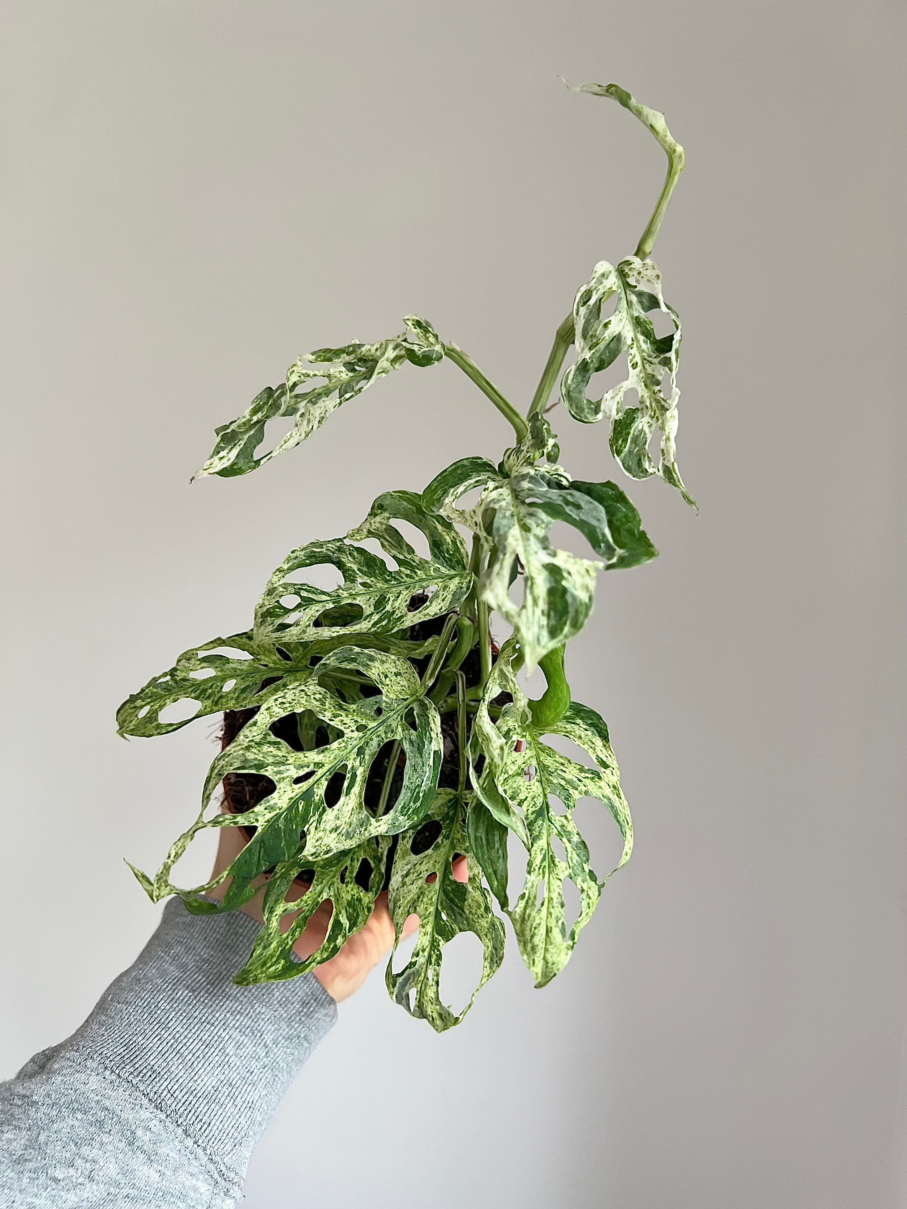 Monstera frozen freckles