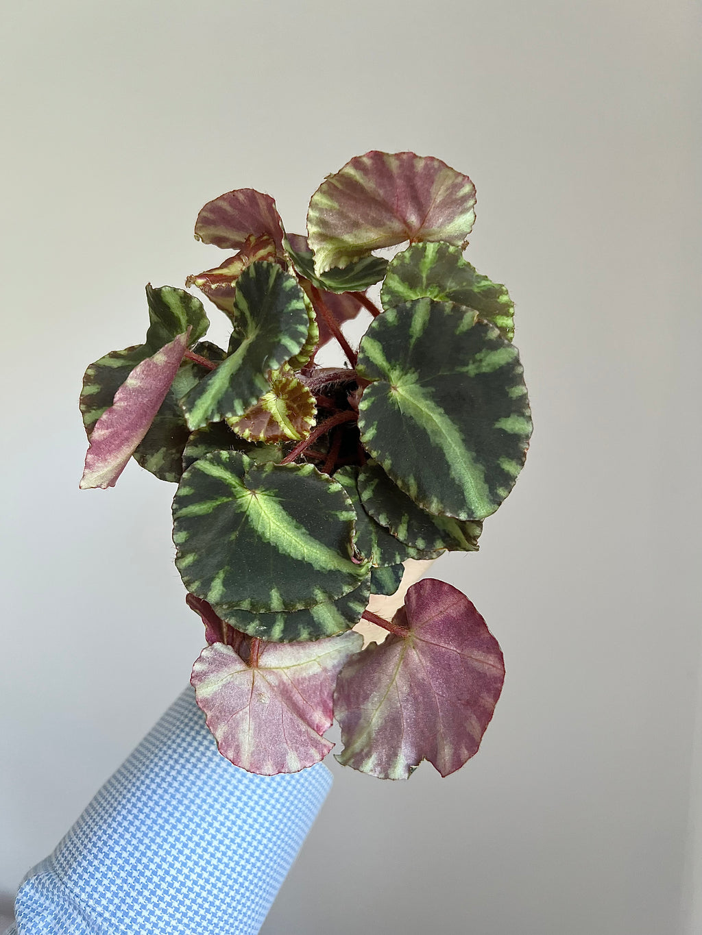 Begonia cleopatrae
