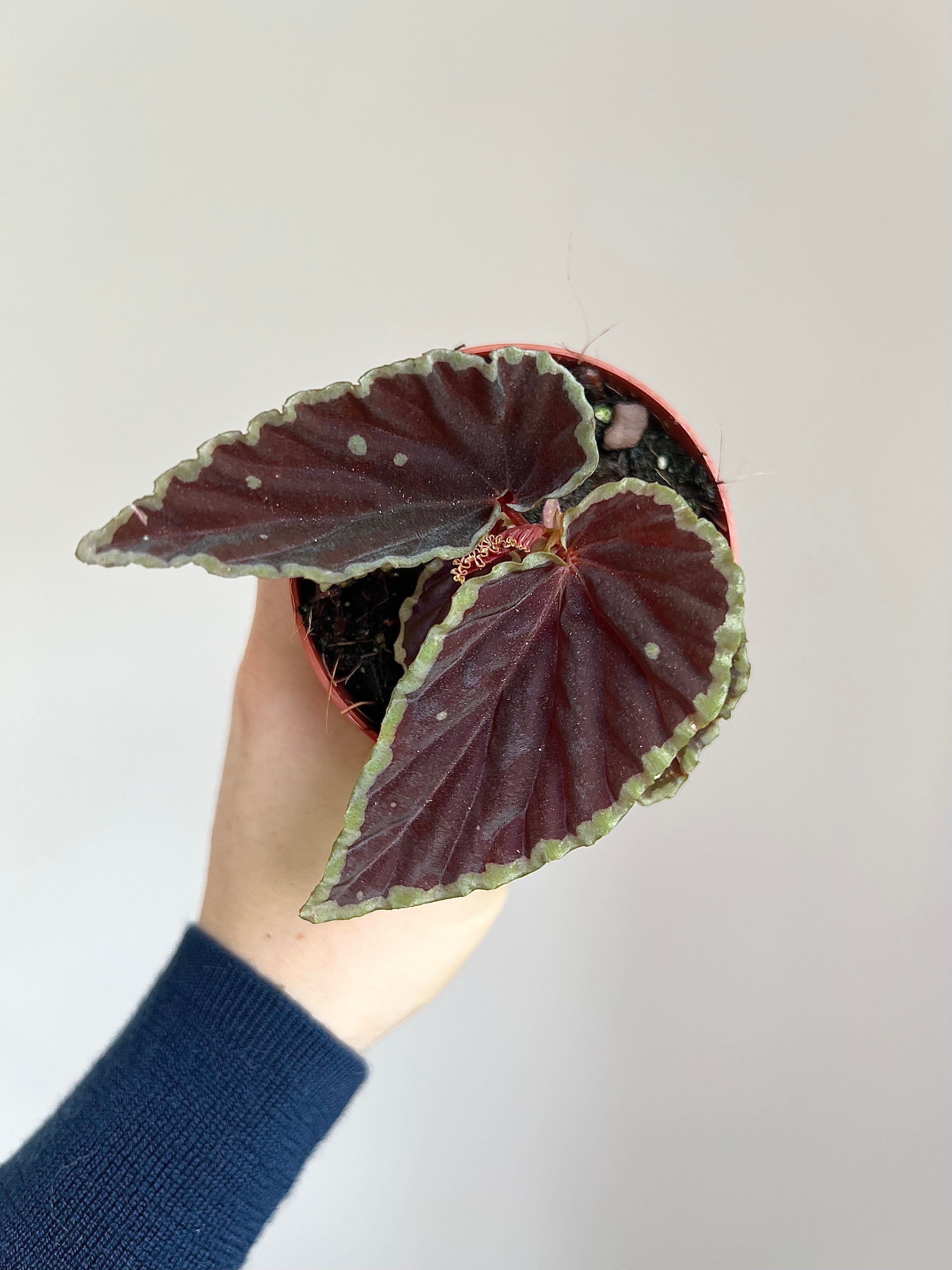 Begonia darthvaderiana ‘Green Spots