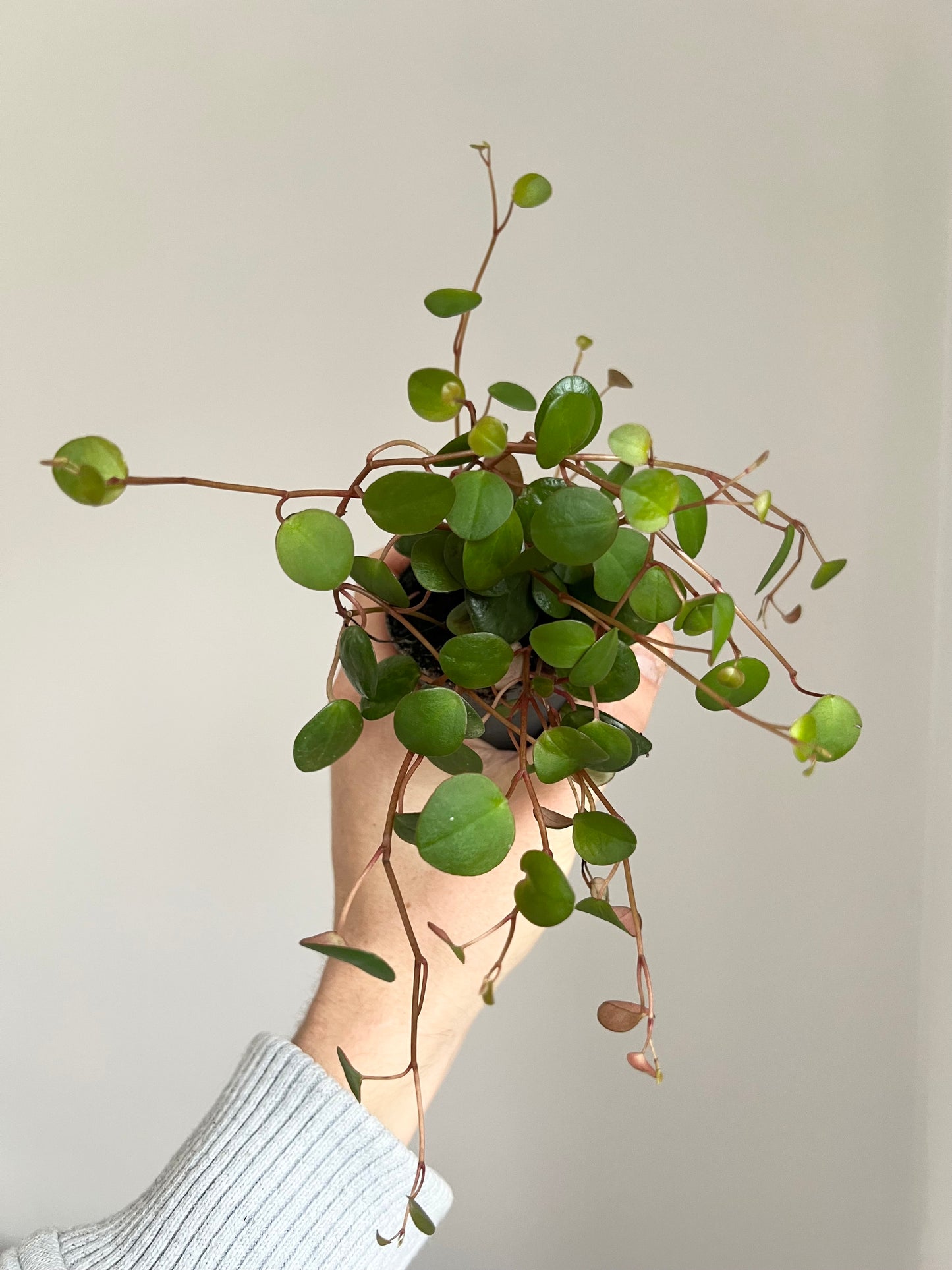 Peperomia pepperspot