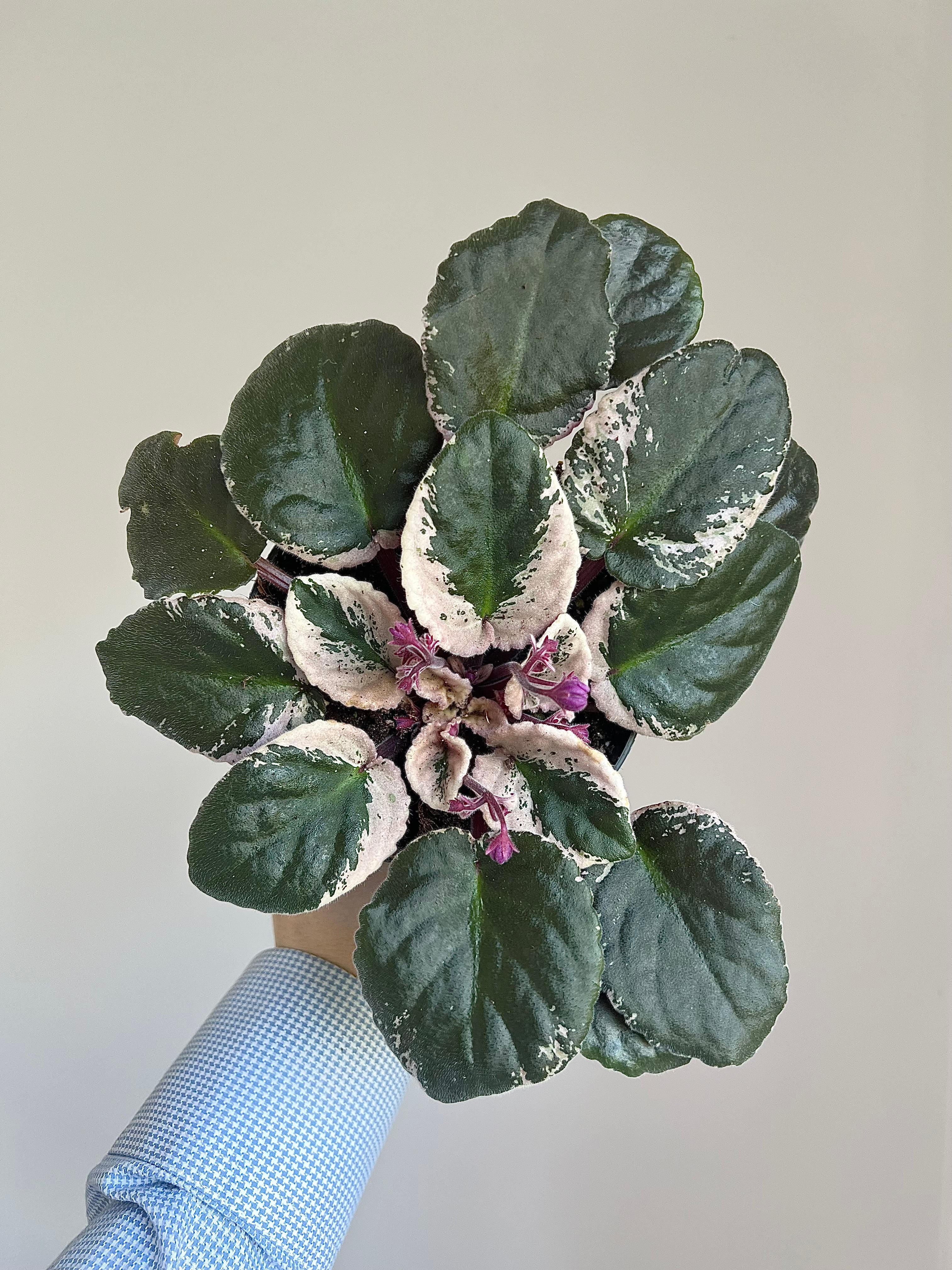 Saintpaulia Hovariegata- Variegated African Violet