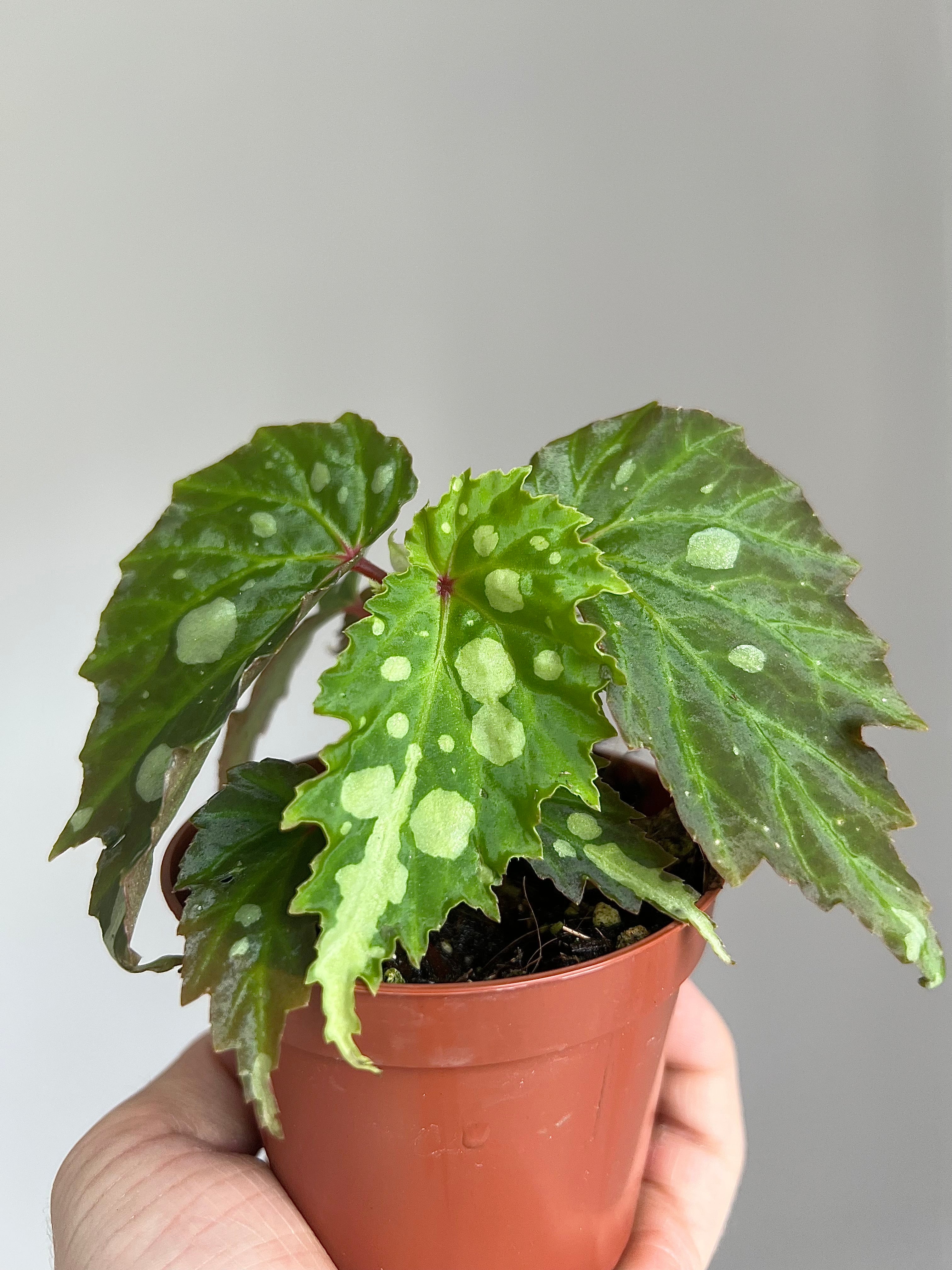Begonia bundle