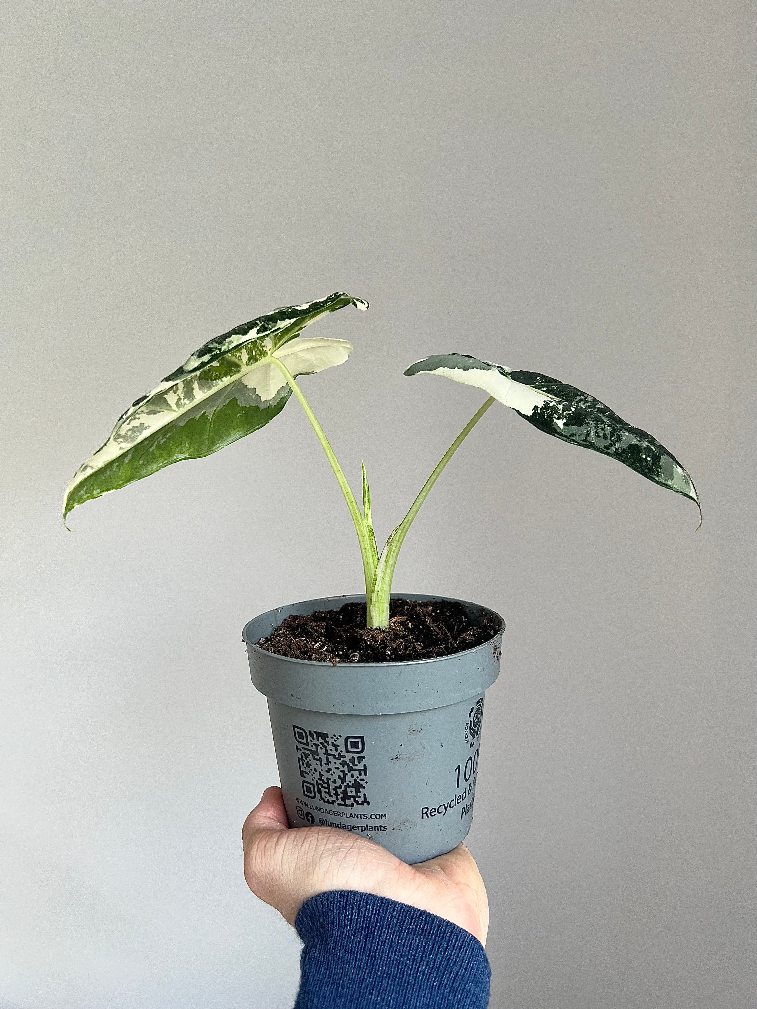 Alocasia Frydek Variegata
