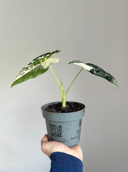 Alocasia Frydek Variegata