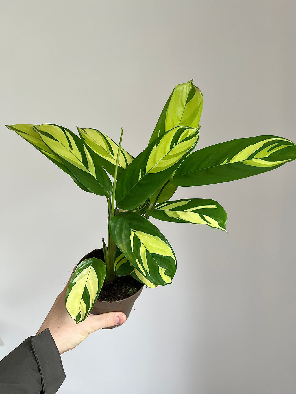 Ctenanthe golden mosaic