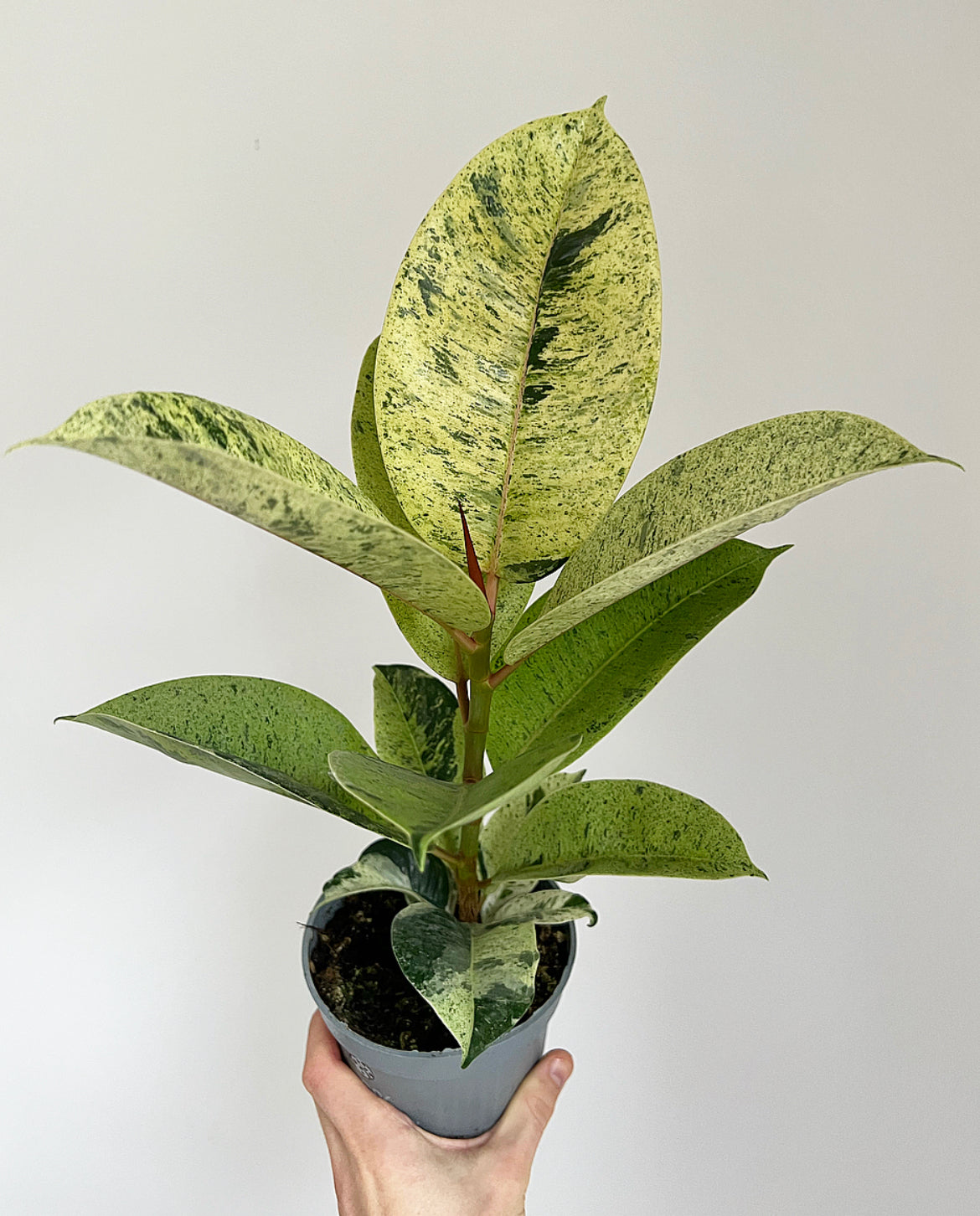 Beginner plants subscription (Free delivery)