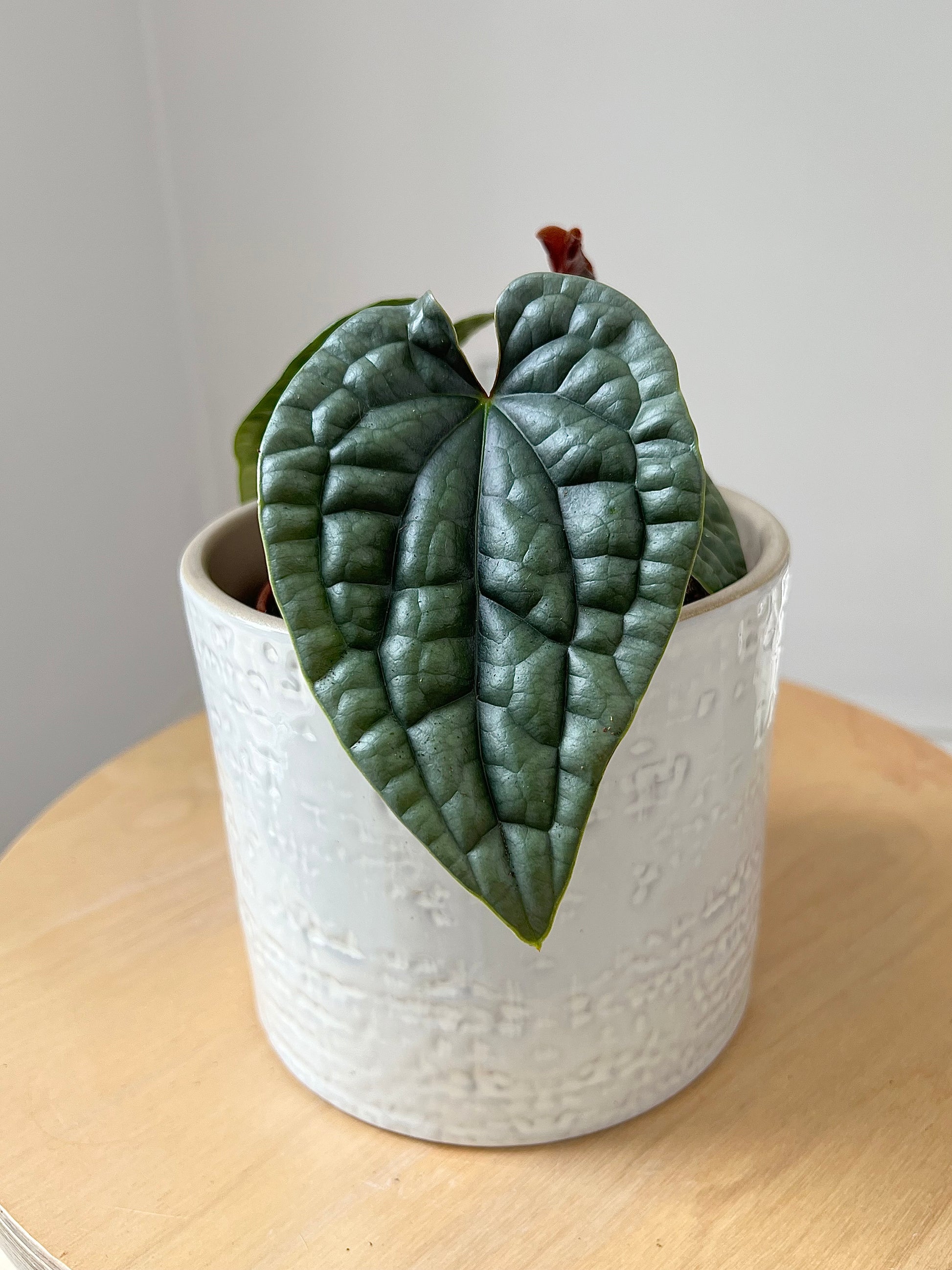 Anthurium luxurians