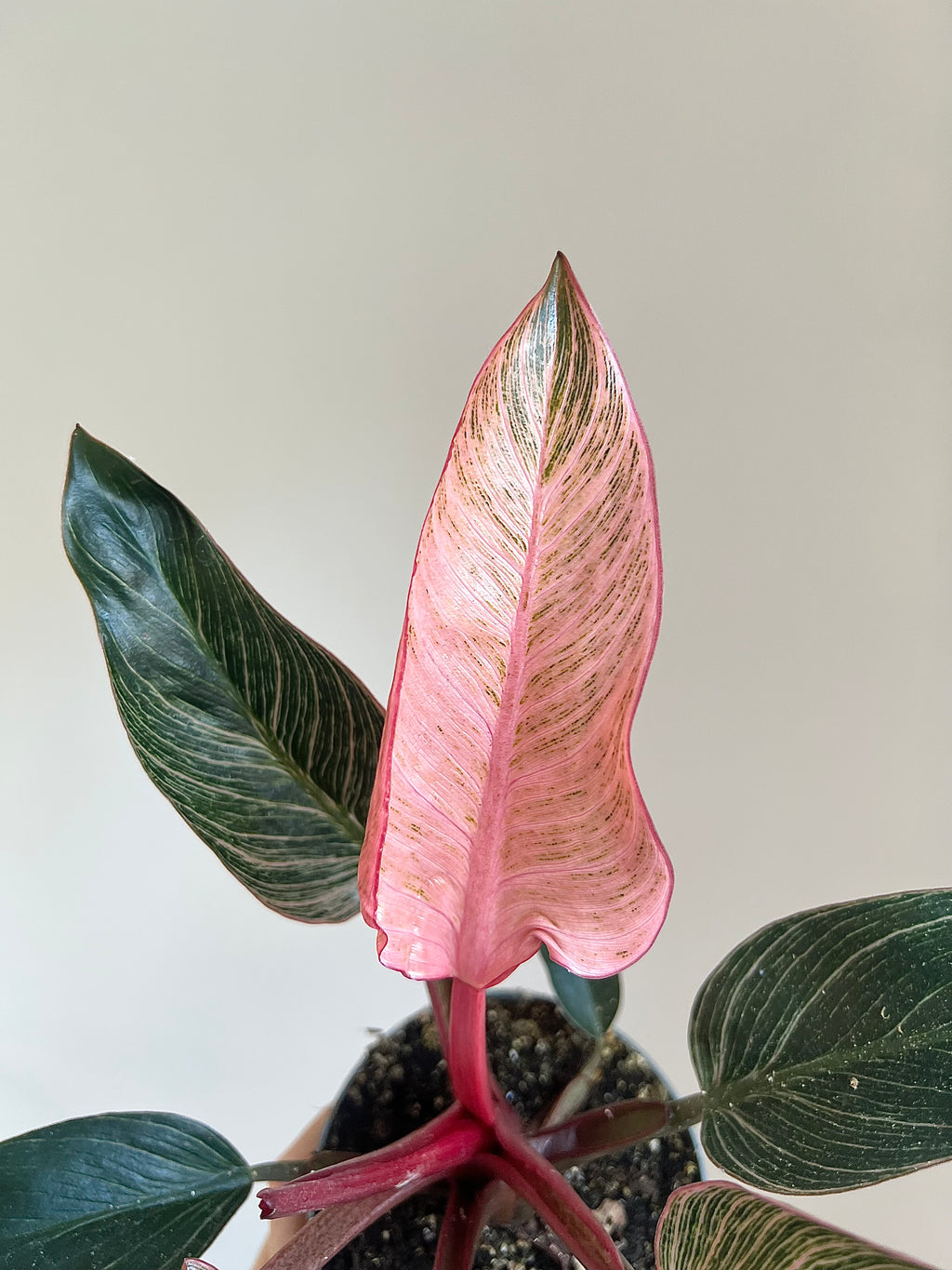 Philodendron pink birkin