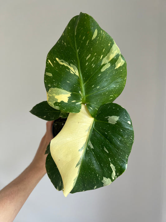 Monstera Thai constellation