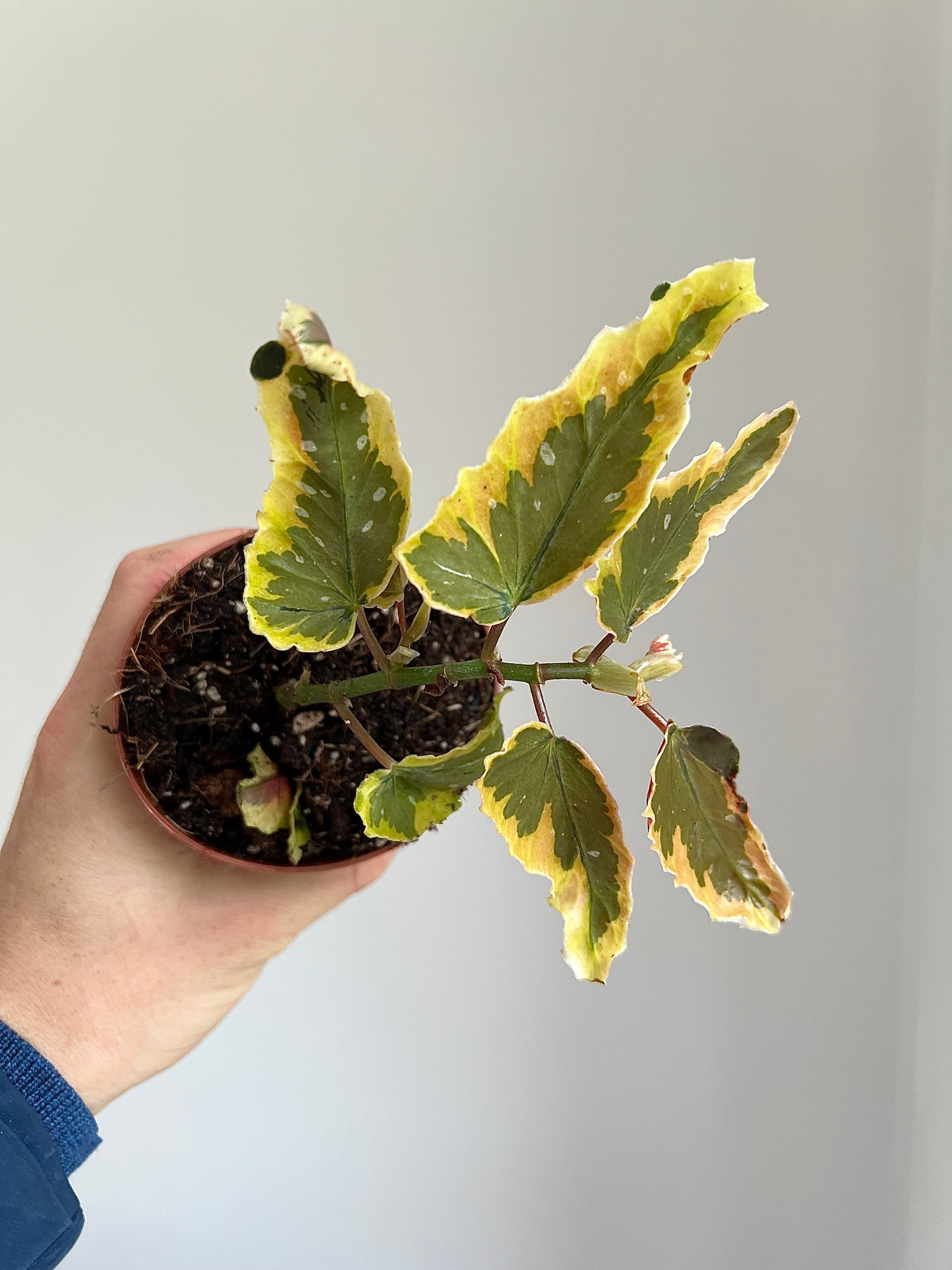 Begonia dainty spray sport Variegata