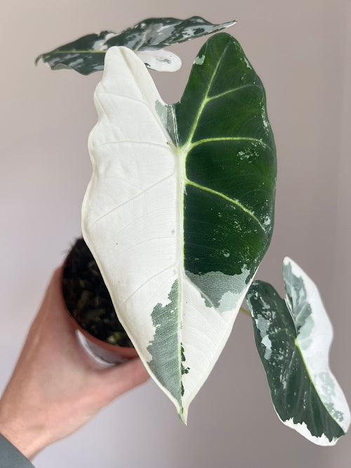 Alocasia Frydek Variegata