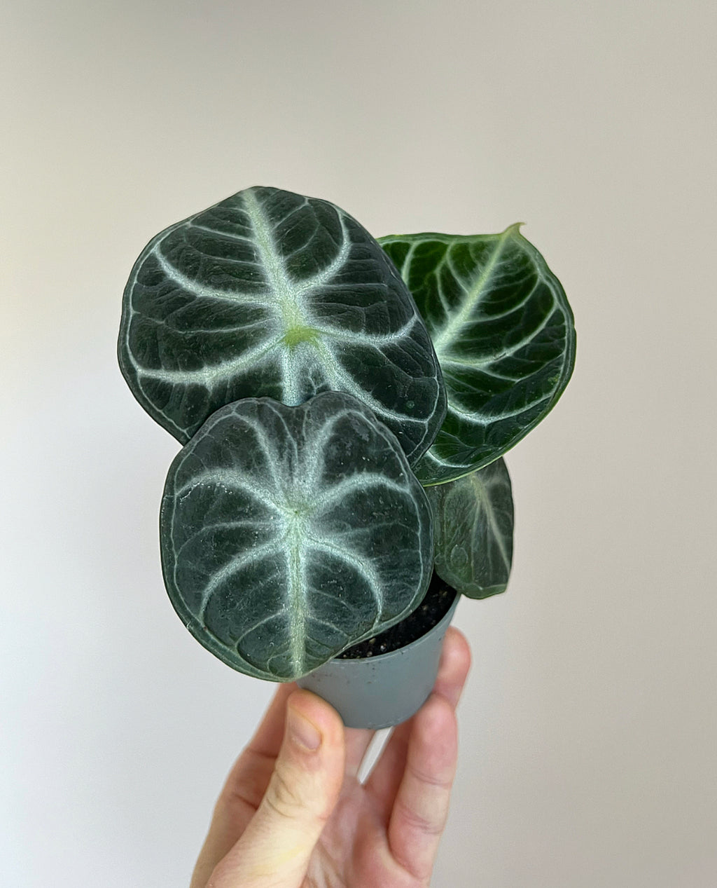 Alocasia reginula ‘Ninja’