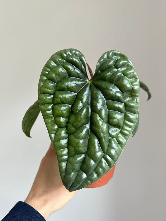 Anthurium luxurians