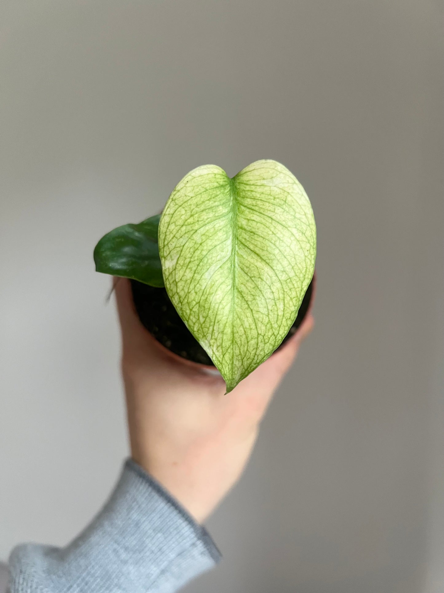 Monstera deliciosa mint