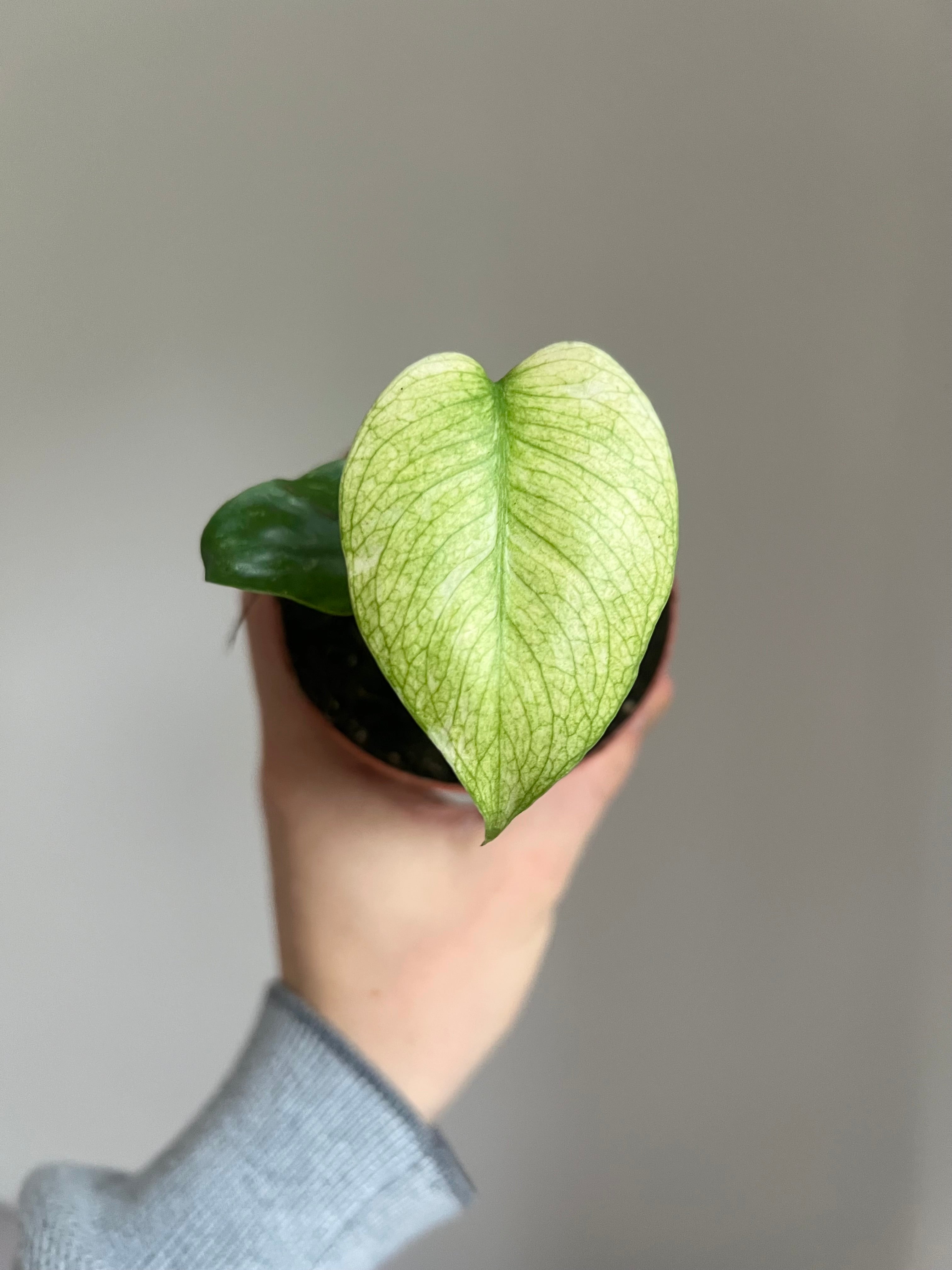 Monstera deliciosa mint
