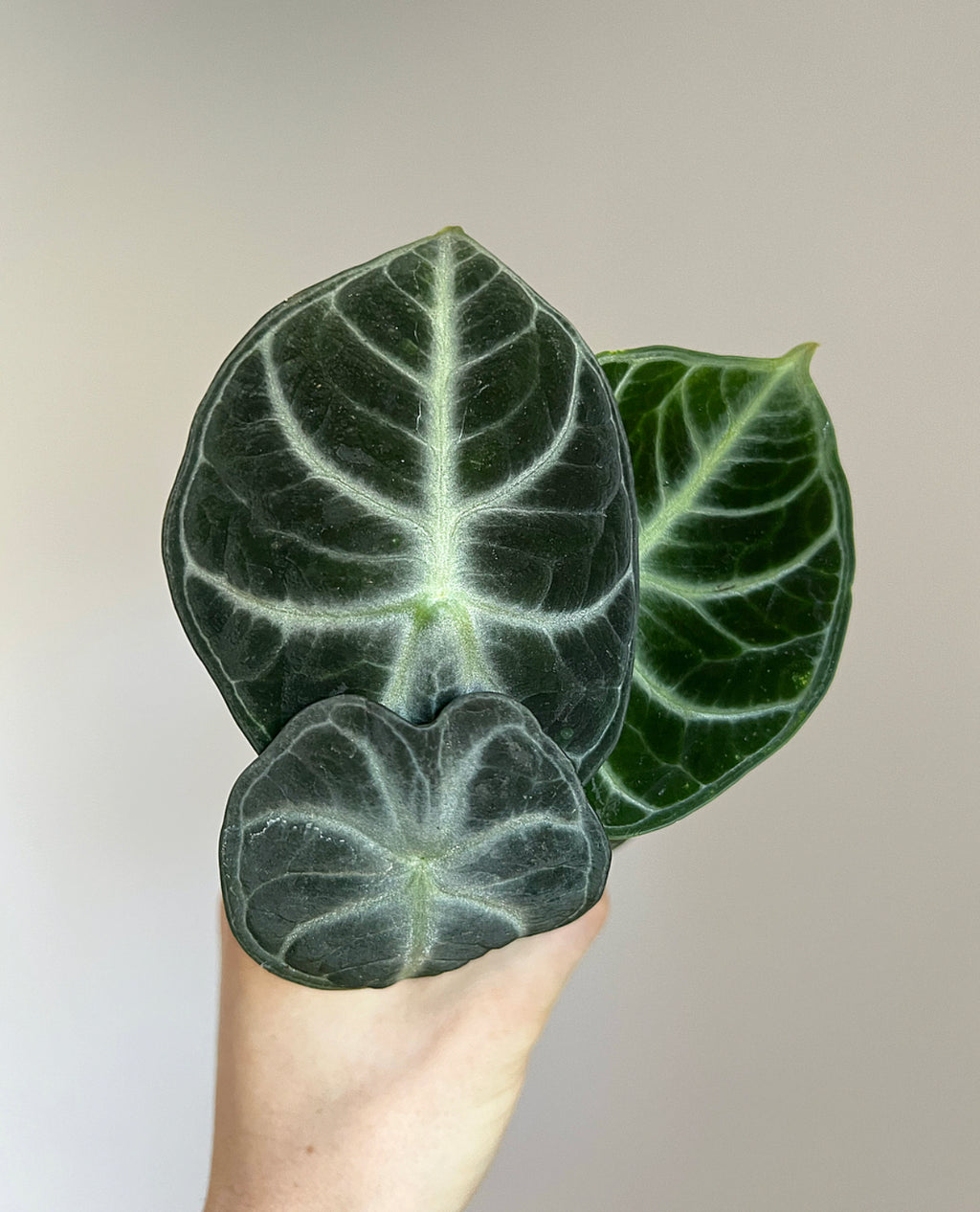 Alocasia reginula ‘Ninja’
