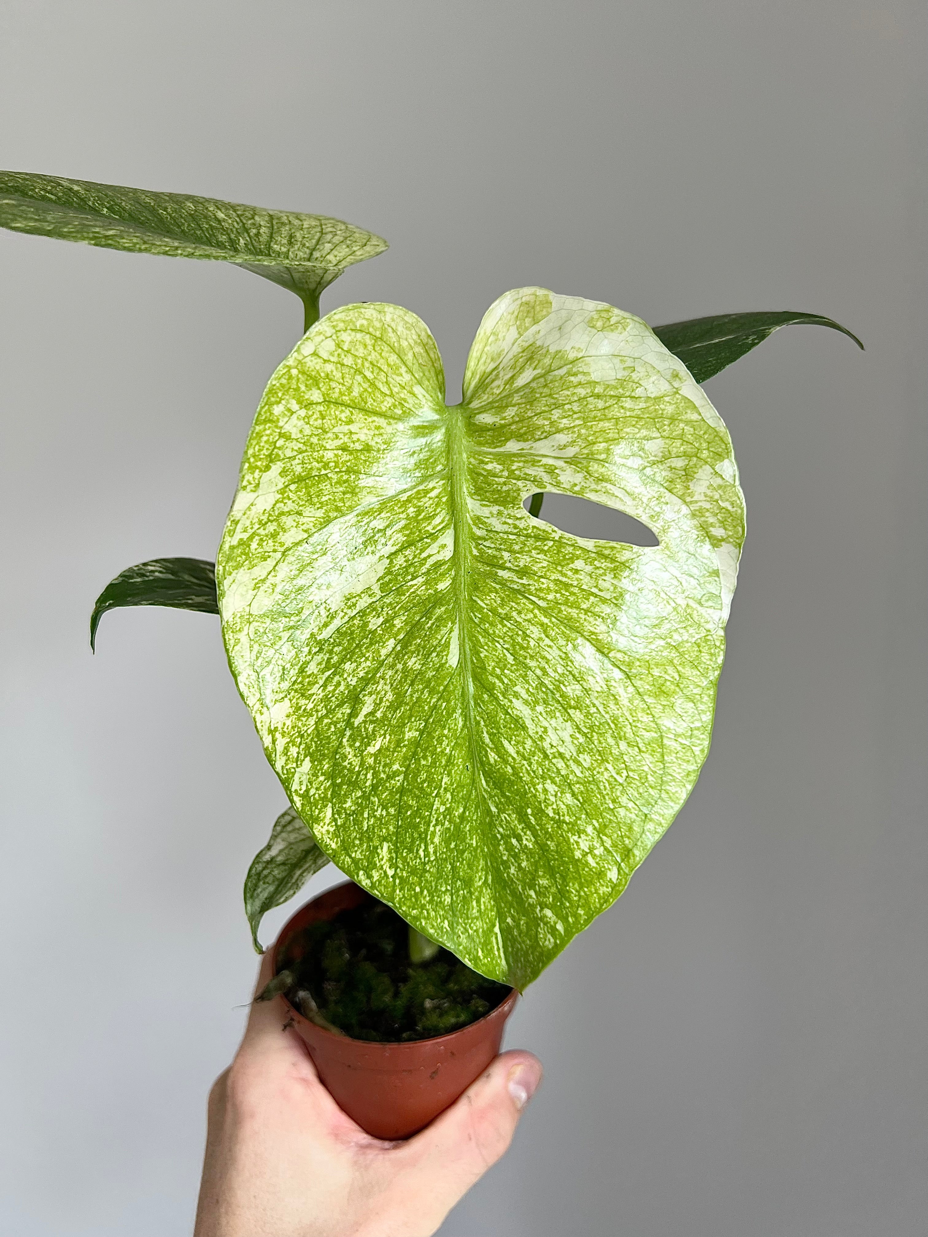 Monstera deliciosa mint