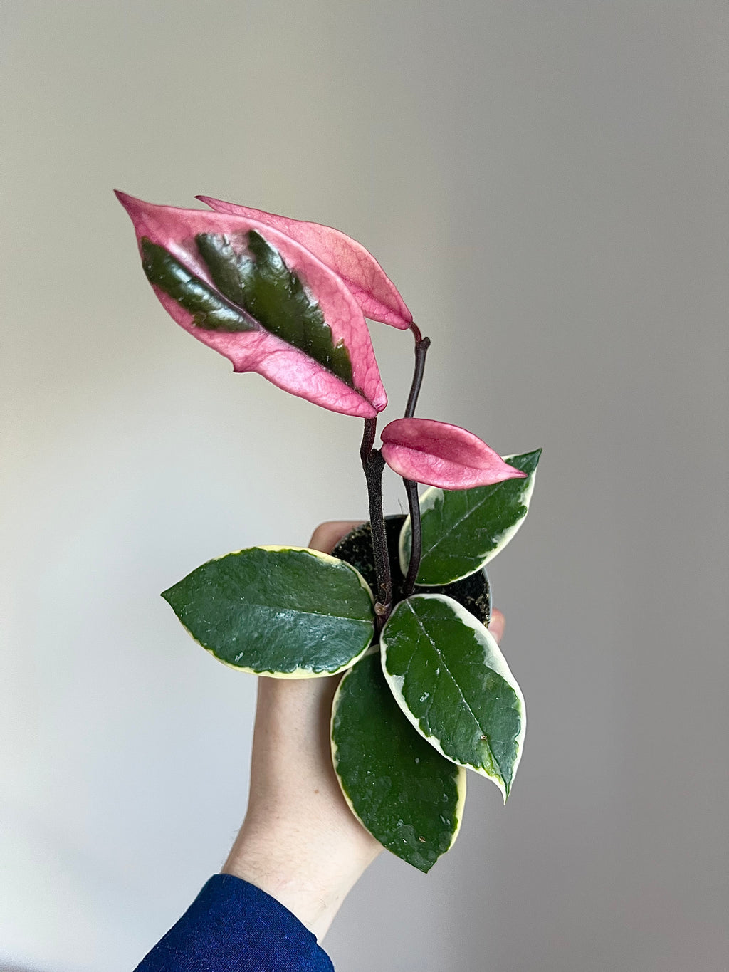 Hoya Carnosa flamingo dream