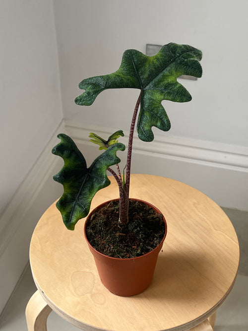 Alocasia Jacklyn