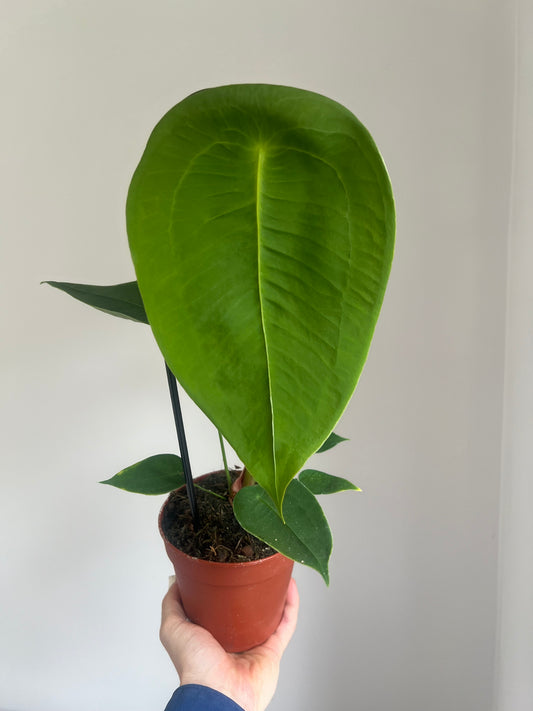 Anthurium peltigerum