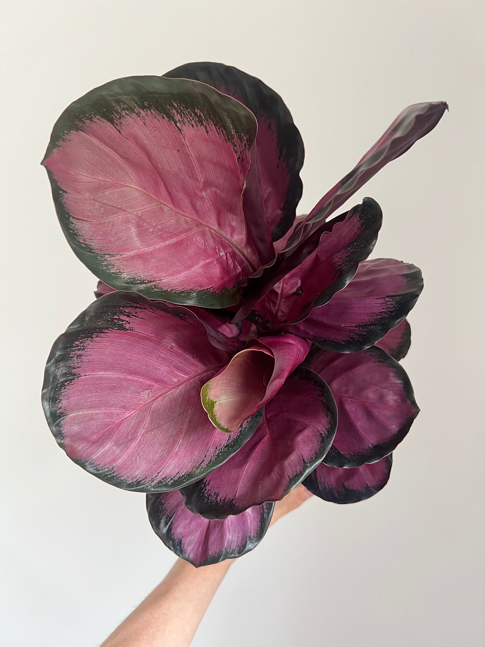 Calathea roseopicta crimson