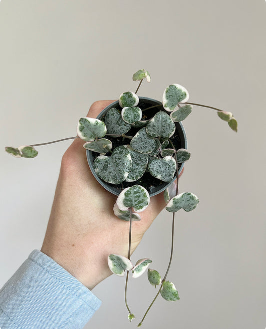 Variegated string of hearts, Ceropegia woodii