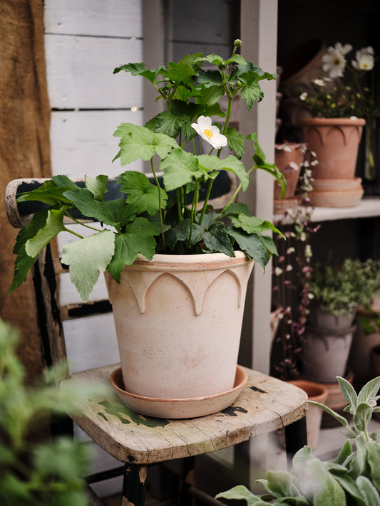 Elizabeth rose pot