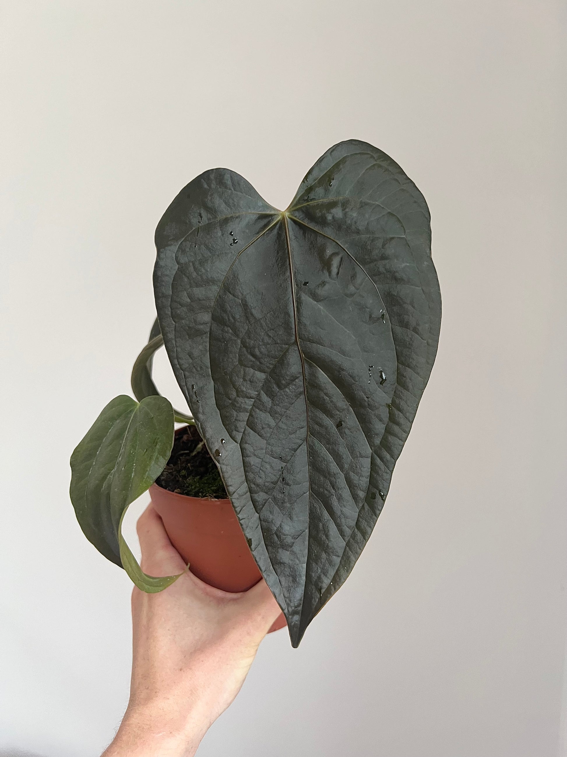 Anthurium queen of hearts