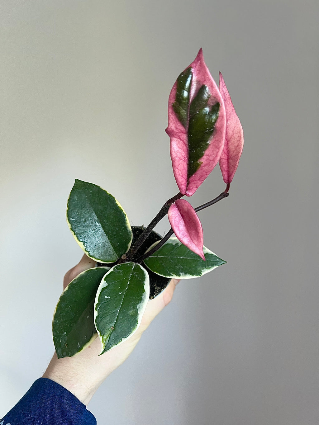Hoya Carnosa flamingo dream