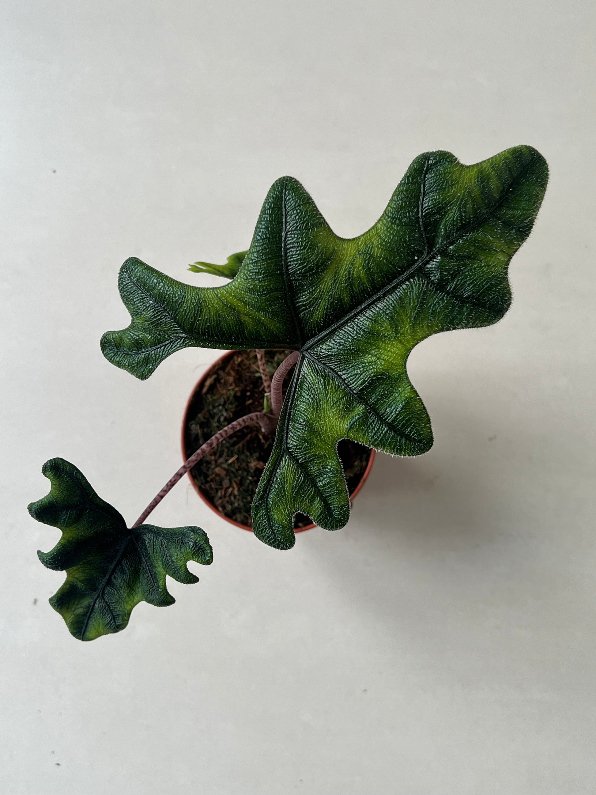 Alocasia Jacklyn