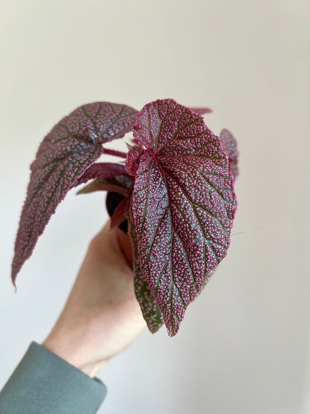 Begonia morris