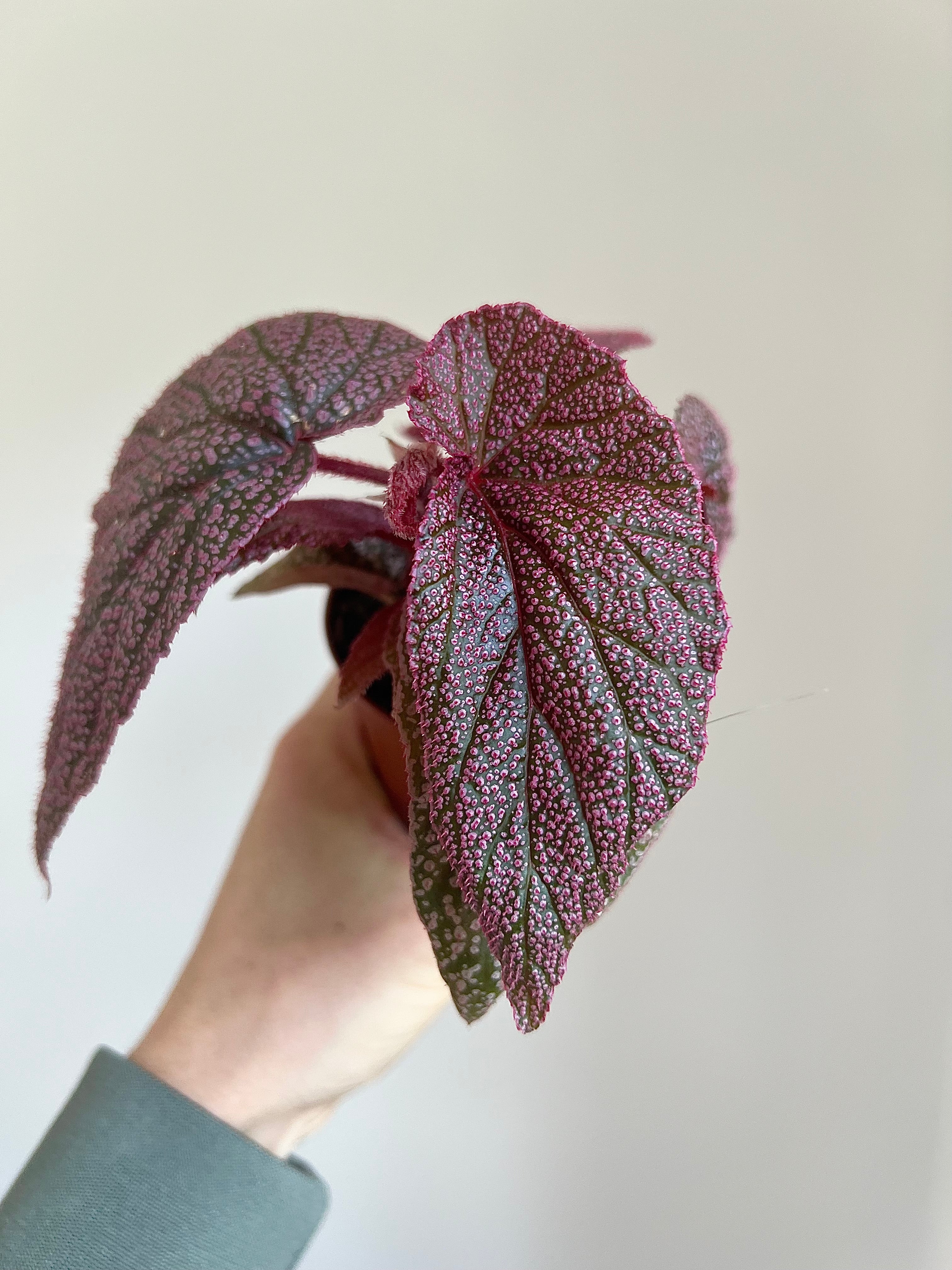 Begonia morris