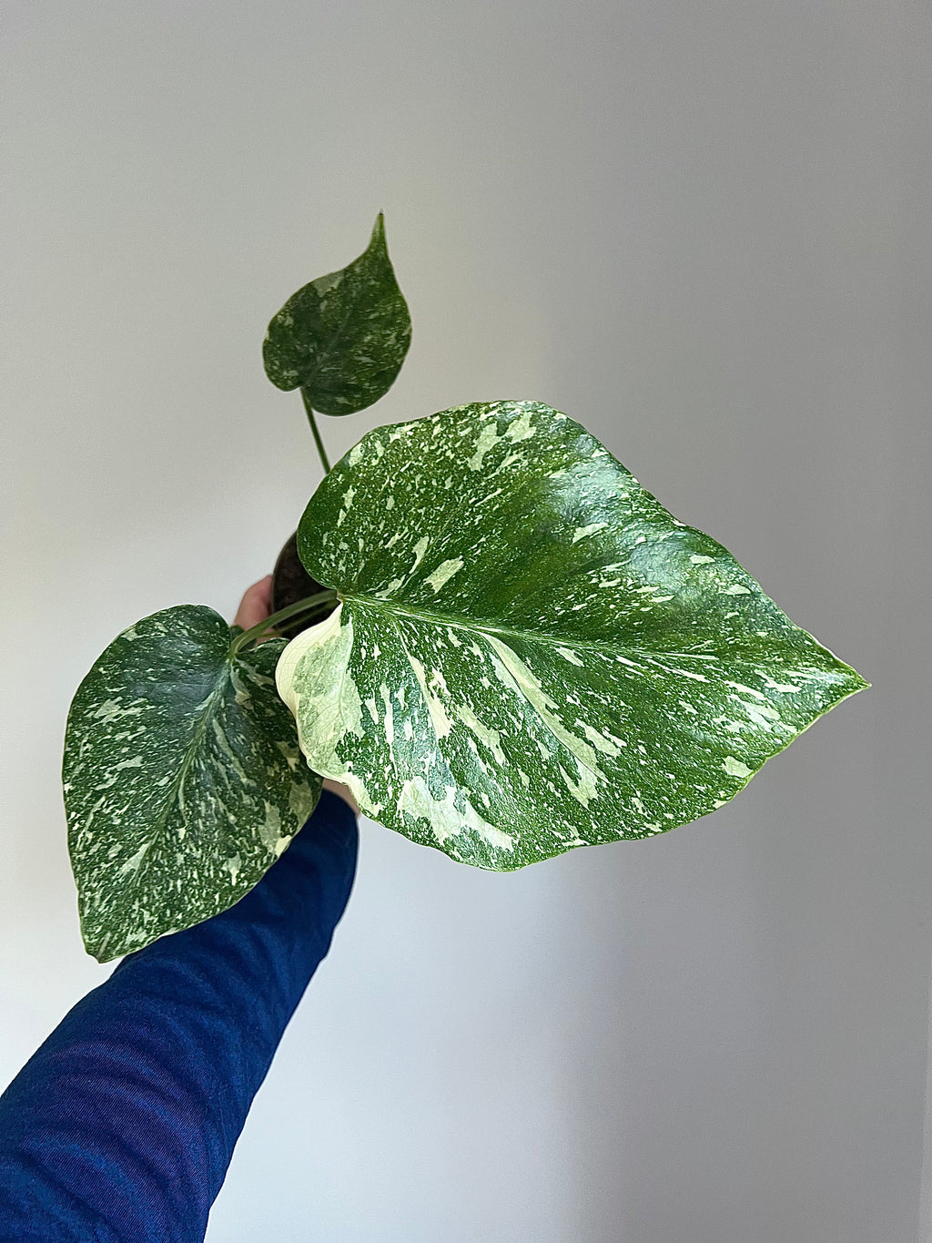 Monstera Thai constellation