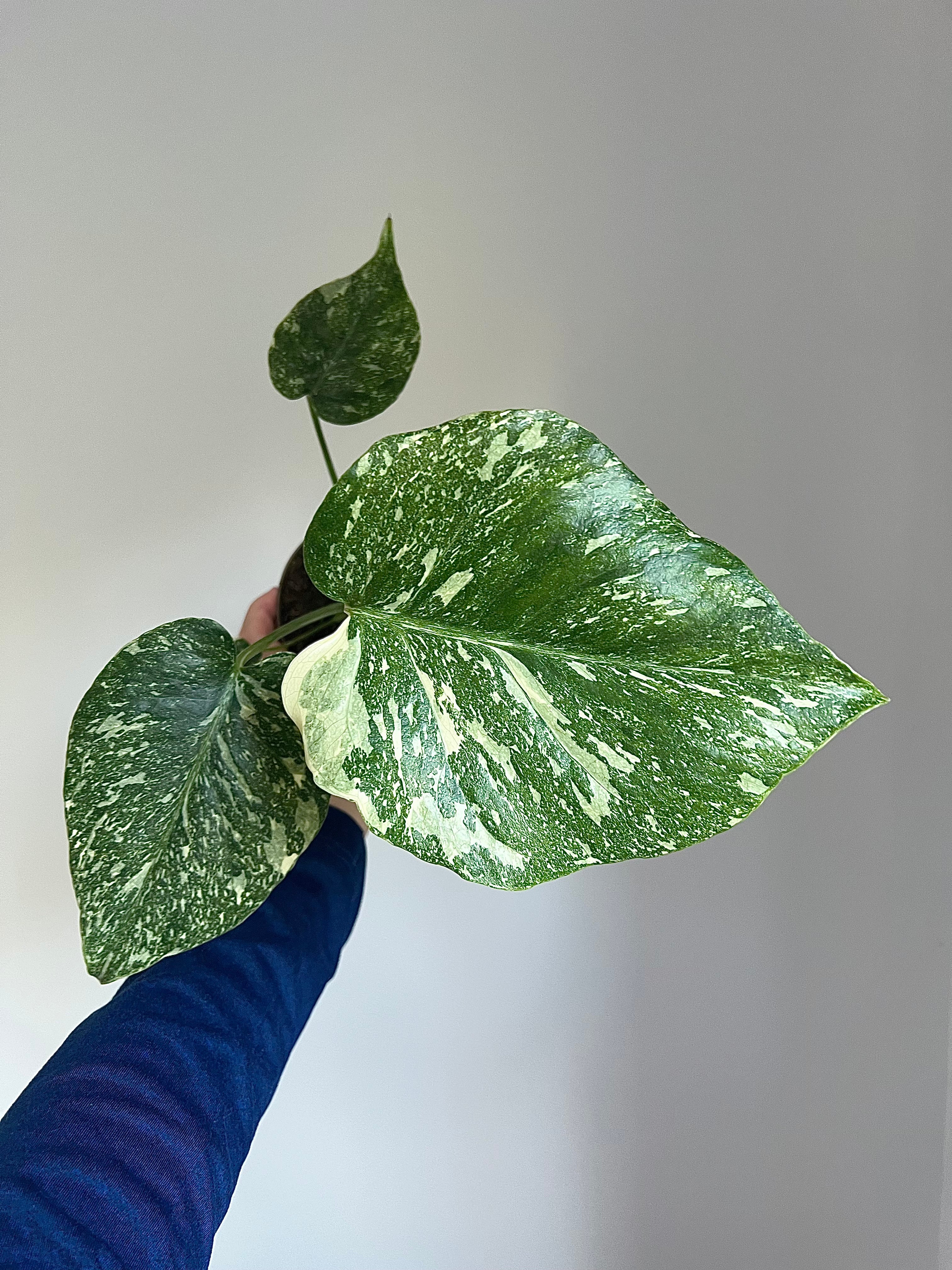 Monstera Thai constellation