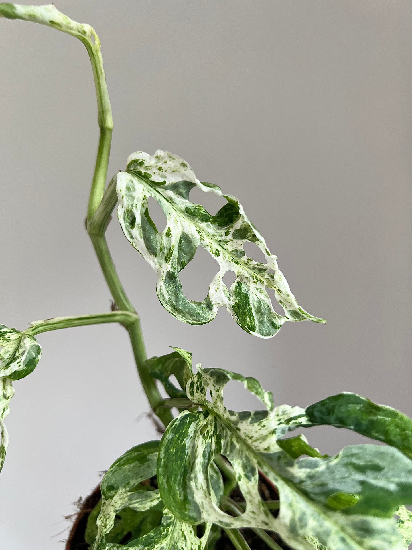 Monstera frozen freckles