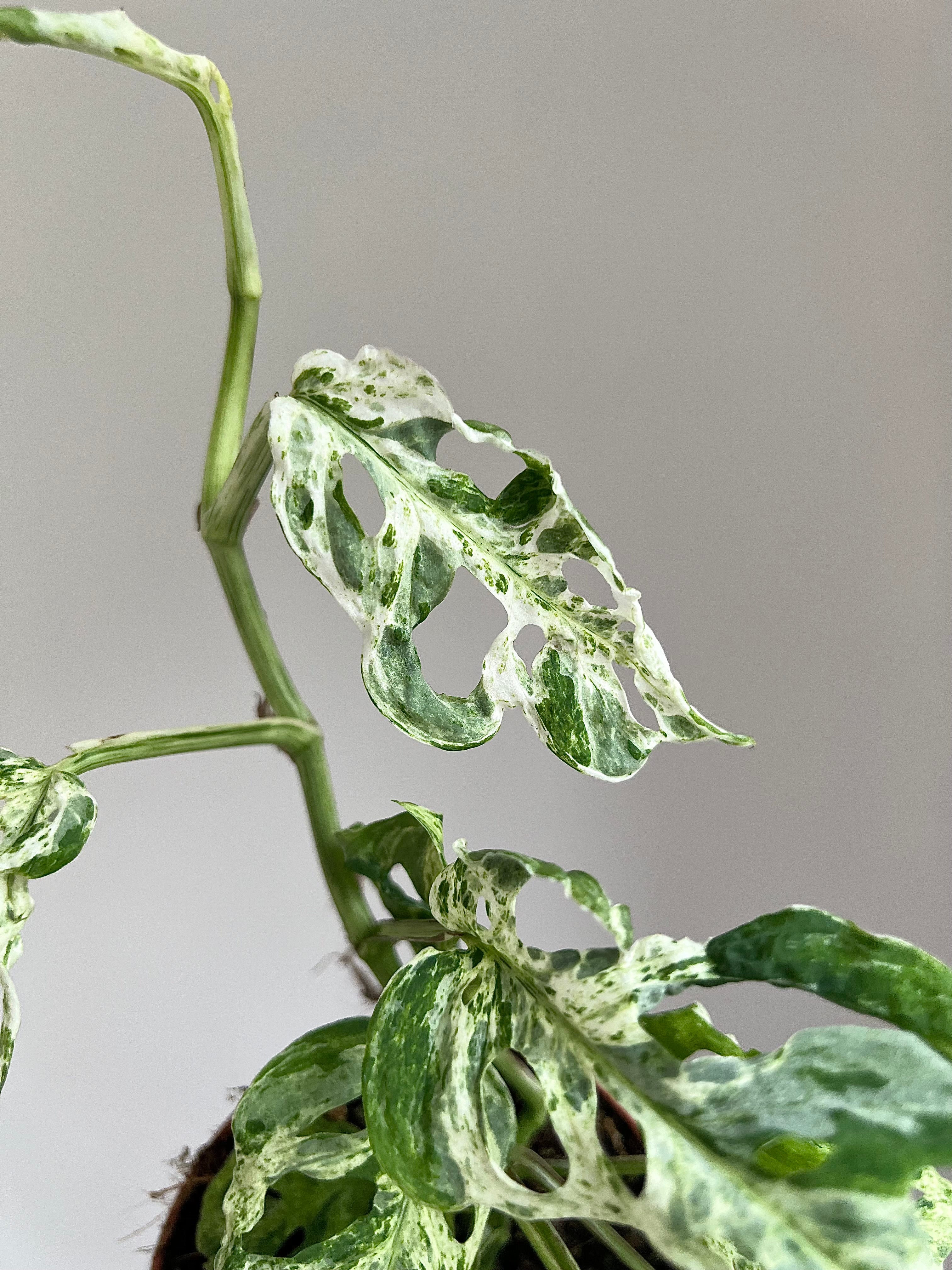 Monstera frozen freckles