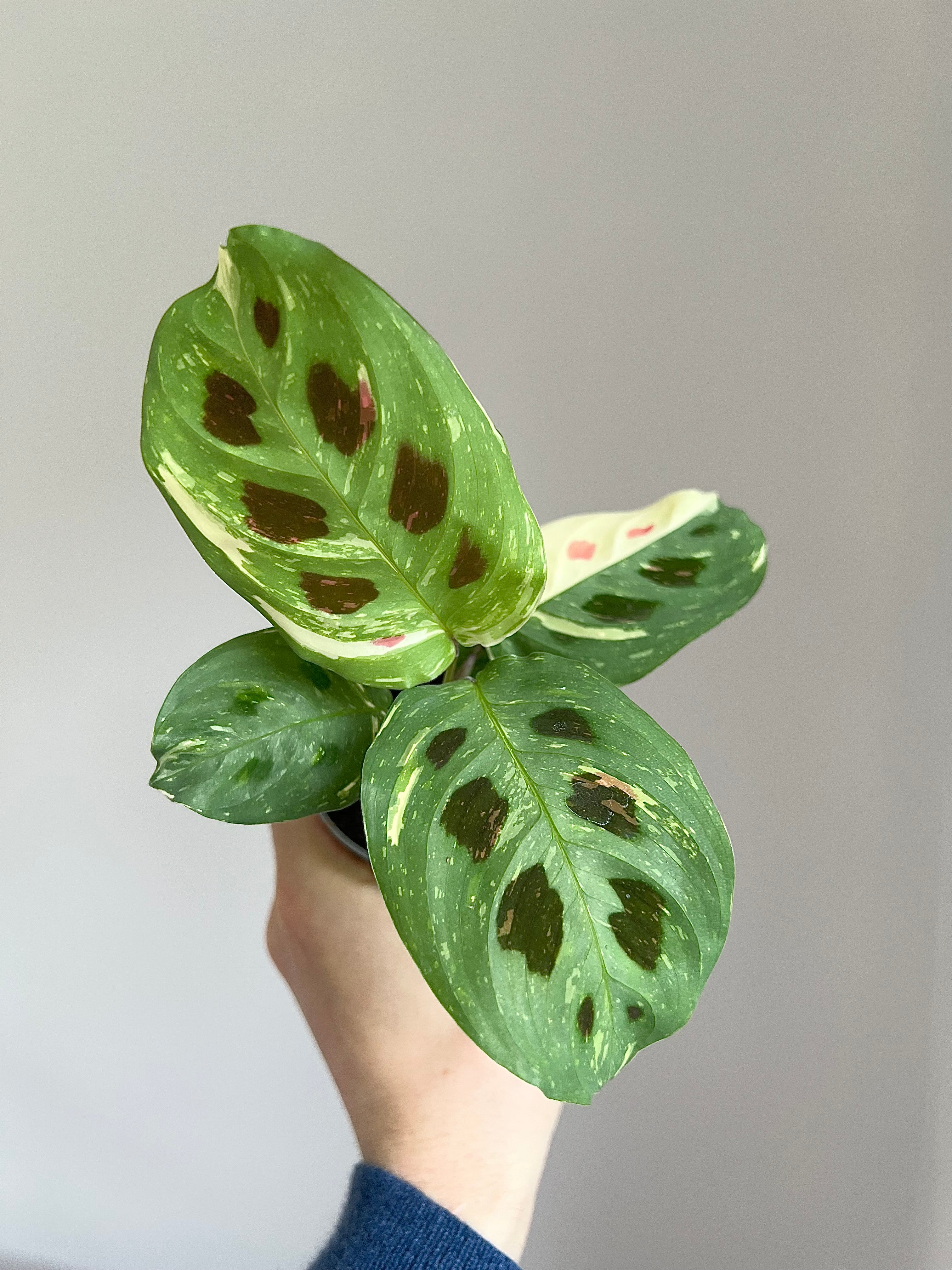 Maranta leuconeura Kerchoveana variegata