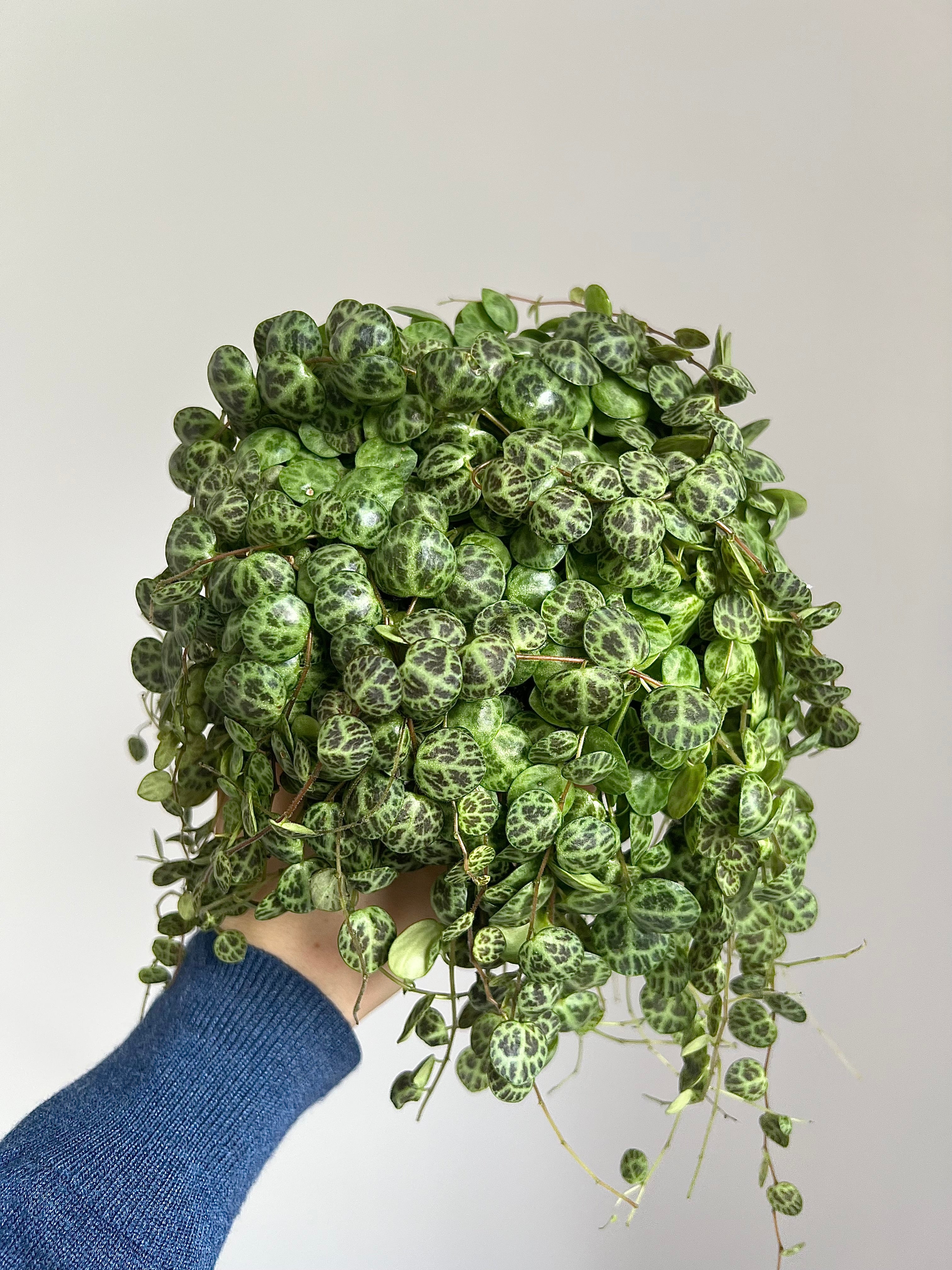 String of turtles - peperomia prostrata