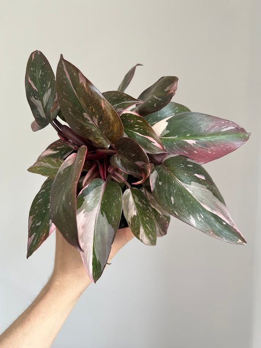 Philodendron pink princess