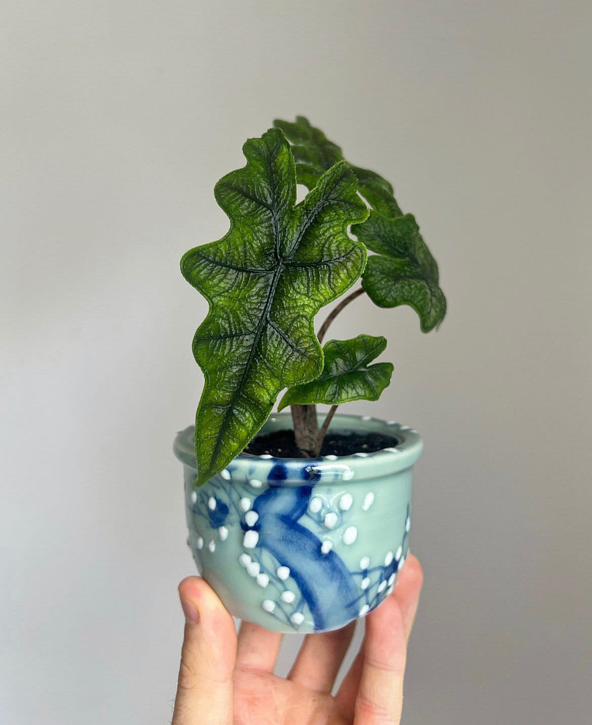 Mini plants subscription (Free Delivery)