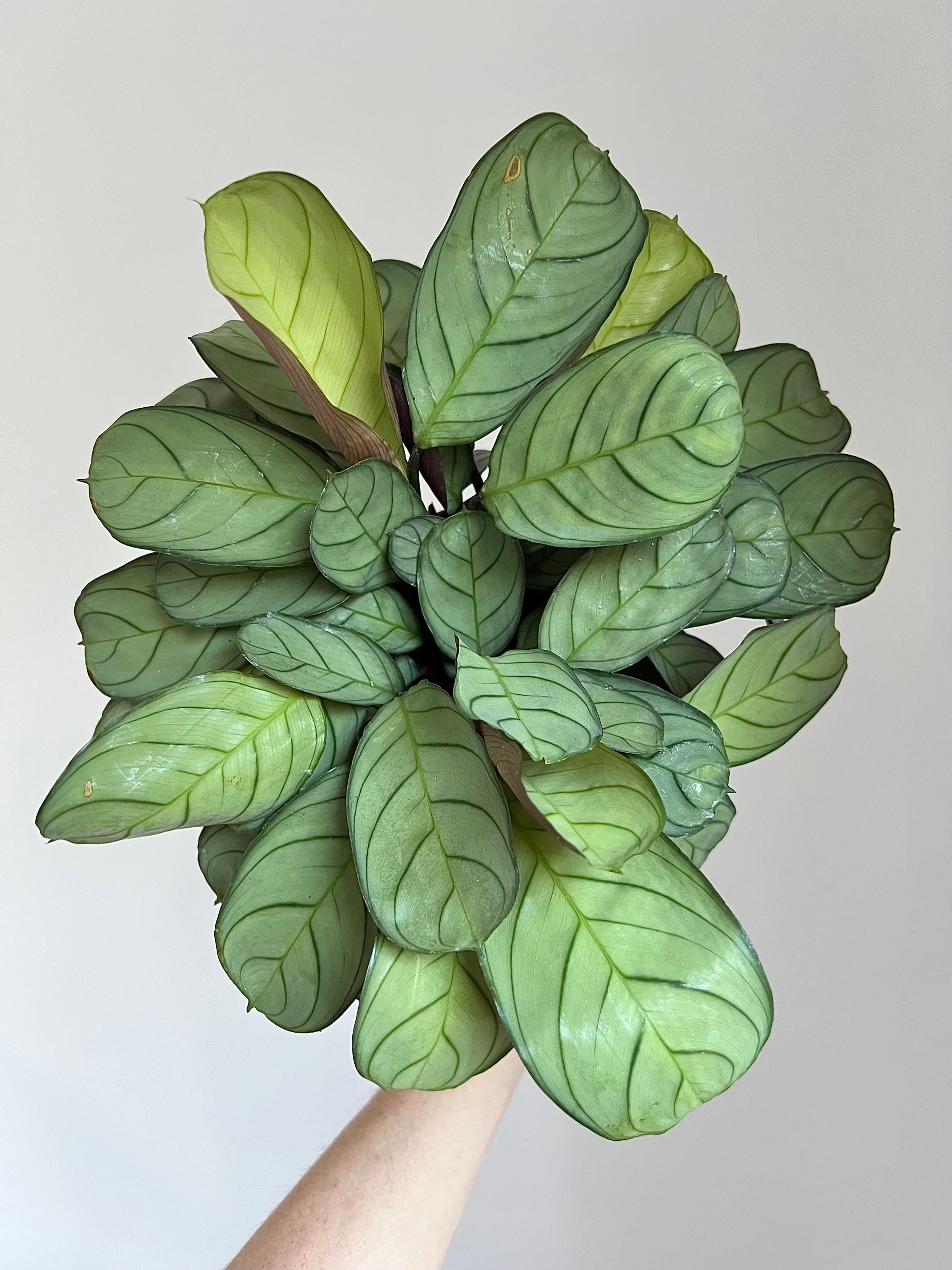 Ctenenthe amagris