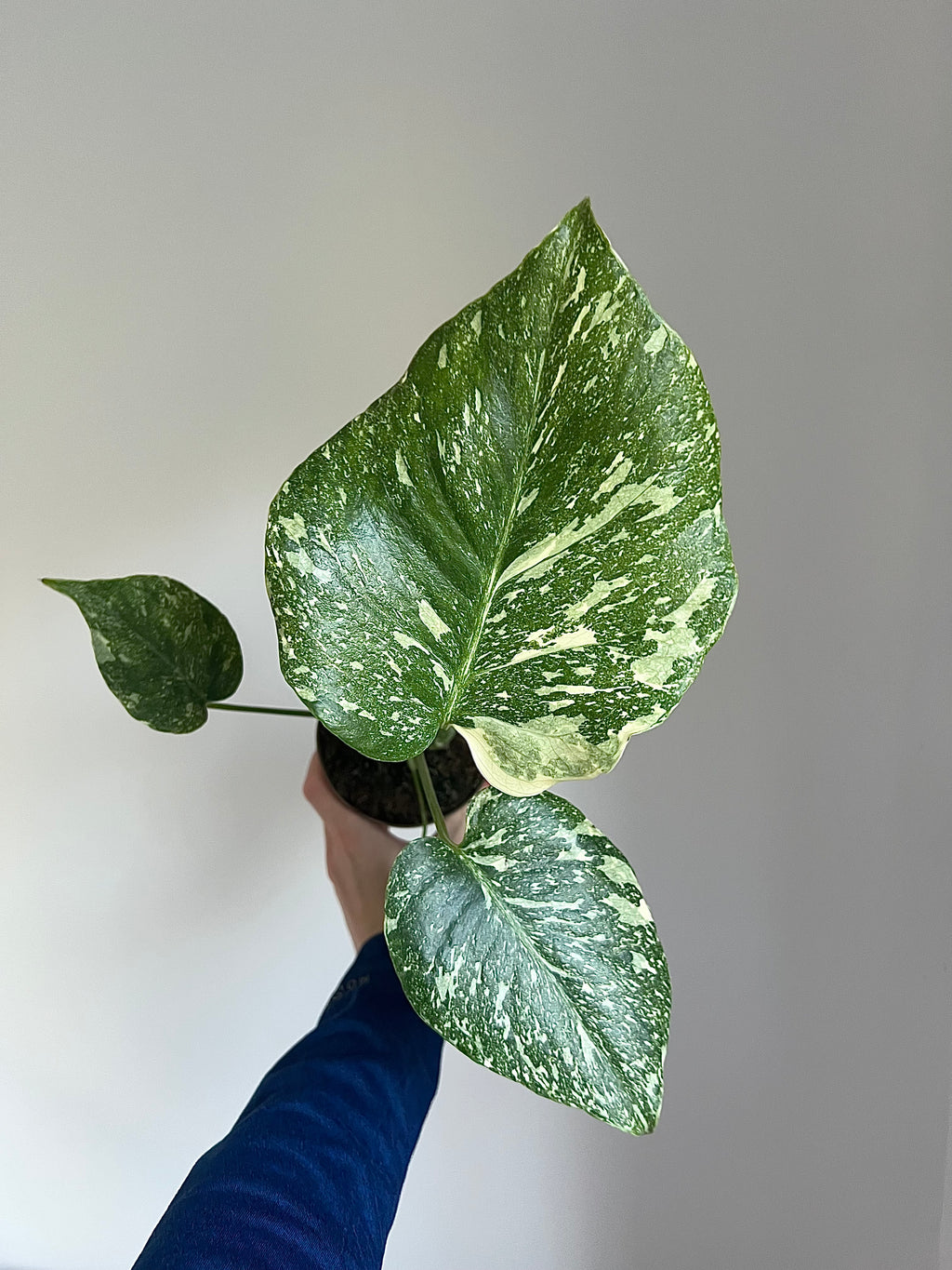 Monstera Thai constellation