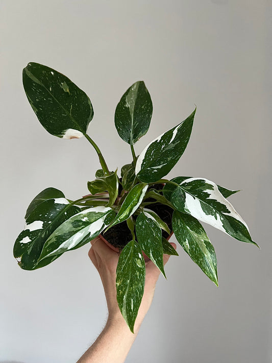 Philodendron white princess