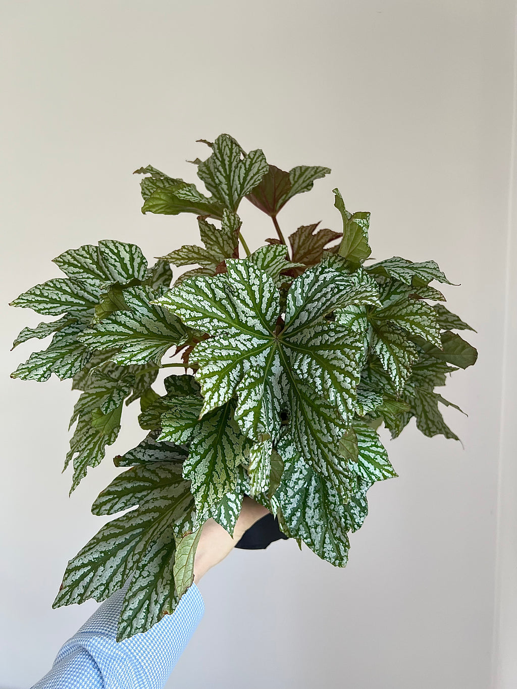 Begonia silver maple