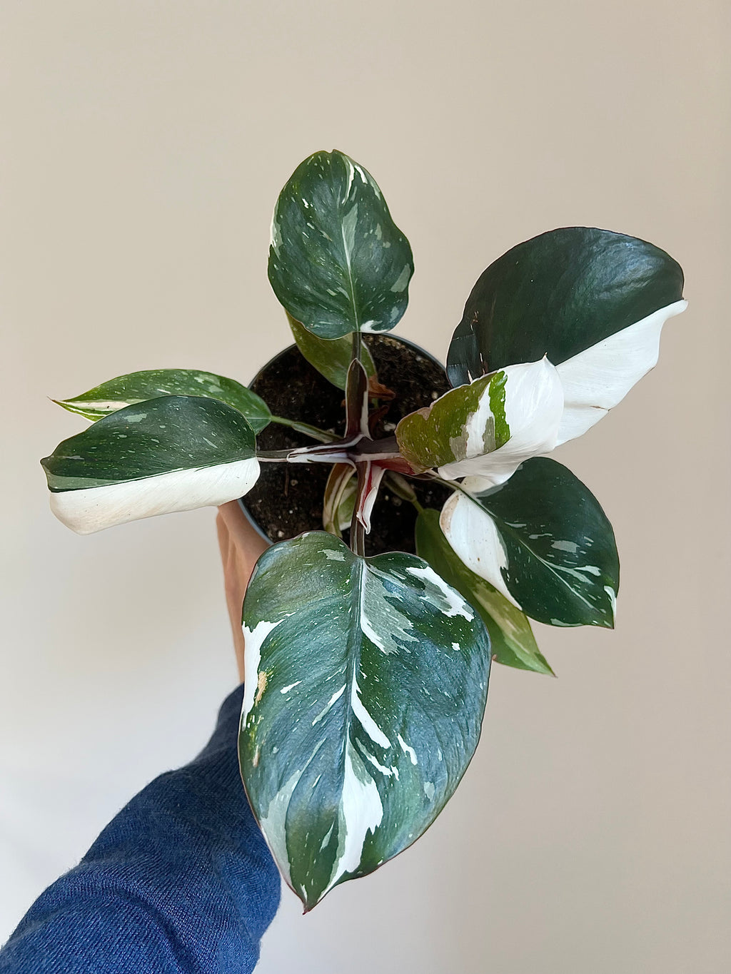 Philodendron white knight