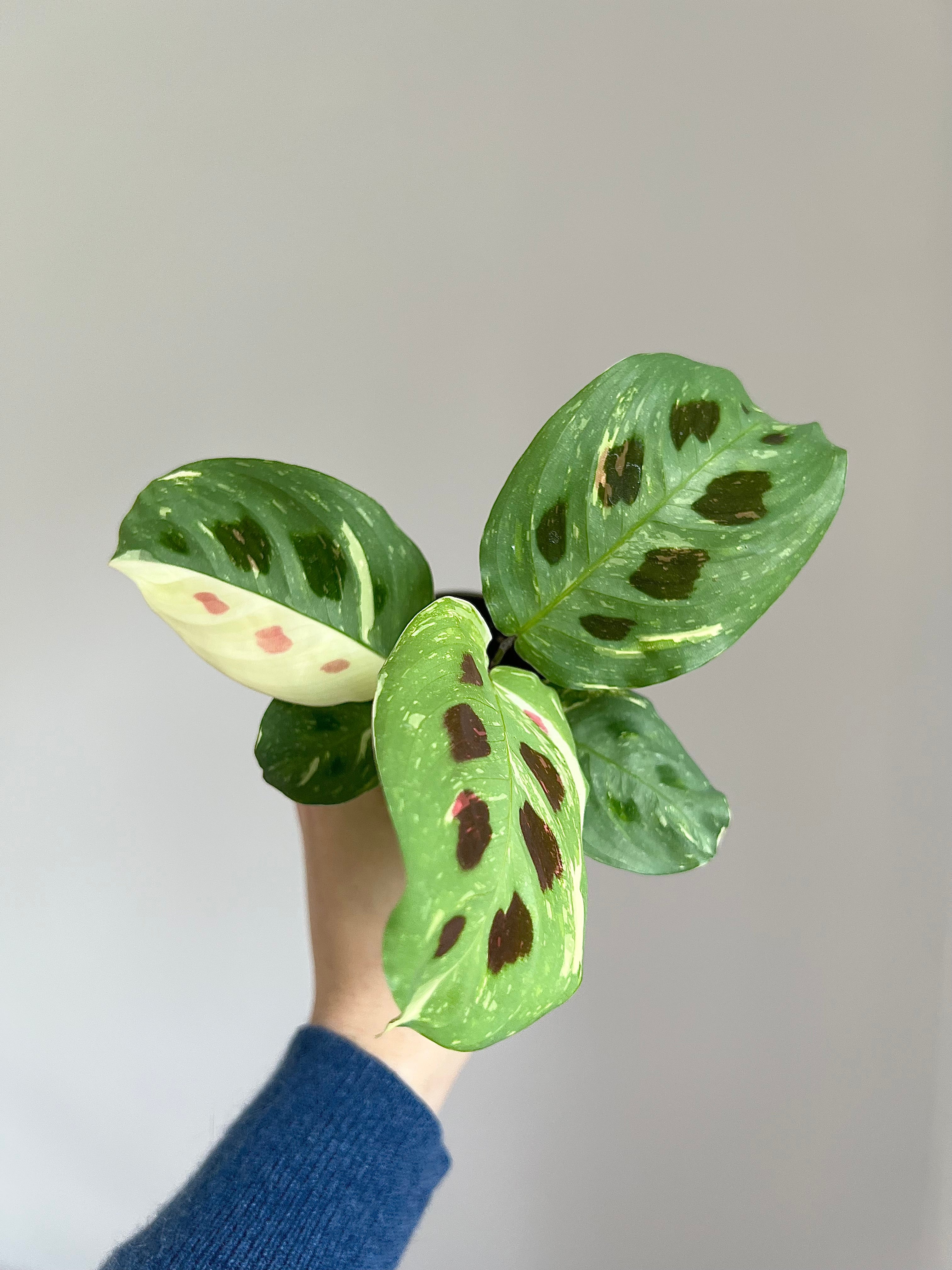 Maranta leuconeura Kerchoveana variegata
